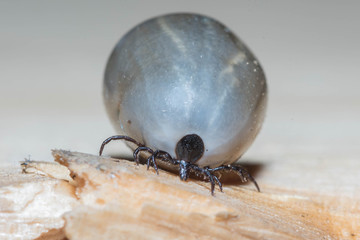 harvest bug, full of blood, encephalitis