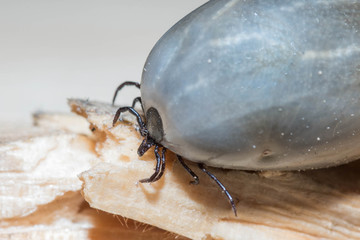 harvest bug, full of blood, encephalitis