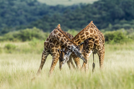 Masai giraffe (Giraffa camelopardalis tippelskirchi) males fighting. Masai-Mara Game Reserve, Kenya.