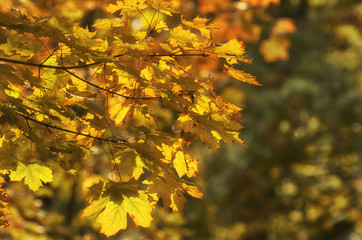 Fototapeta premium Maple branch with yellow leaves in autumn sunlight