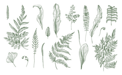 Fern realistic collection. Hand drawn sprouts, frond, leaves and stems set. Black and white vector illustration. - obrazy, fototapety, plakaty