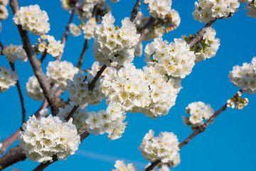 Tree branches with White spring flowers