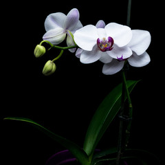 Fototapeta na wymiar Orchid with large white flowers isolated on a black background.