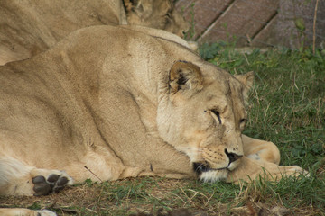 Lioness