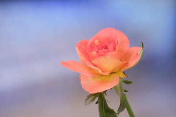 Fototapeta premium Rose / View of orange rose in the garden. Soft focus.