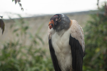 Vulture