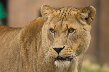 Lioness