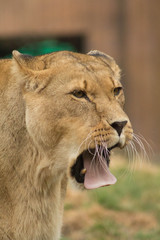 Obraz premium Lioness