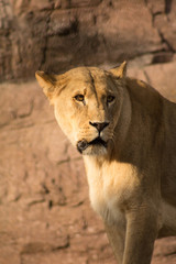 Naklejka premium Lioness