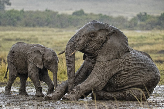 African Elephant (Loxodonta africana) mother and calf in mud wallow in rain. Masai Mara, Kenya, Africa. September.