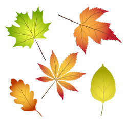 collection beautiful colourful autumn leaves isolated on white background, stock vector illustration
