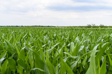 A field of nice green corn
