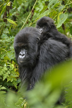 Mountain Gorilla (Gorilla beringei beringei) mother carrying baby Rwanda, Africa.