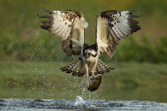 View of osprey catching trout