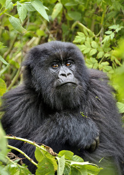 Mountain Gorilla (Gorilla beringei beringei) young male Virunga Volcanoes, Rwanda.