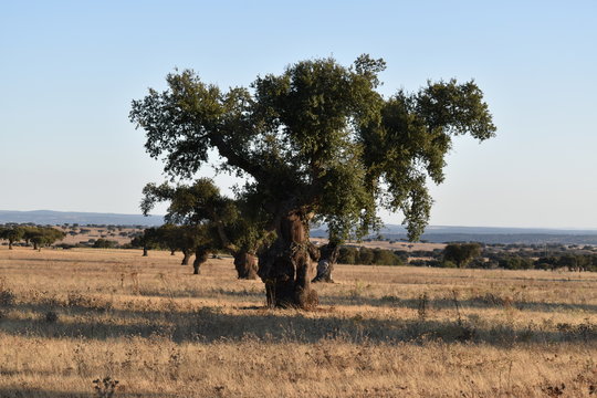 Sobreiro