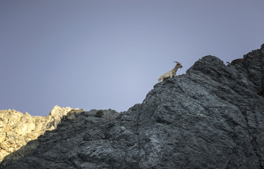 Mountain Goat on Greek Island. On cliff face, Tilos

