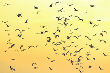 A flock of seagulls flying in the sky.