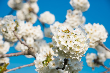 Tree branches with White spring flowers