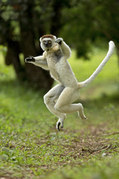 Verreaux Sifaka (Propithecus verreauxi) jumping ('dancing') across ground, Madagascar.
