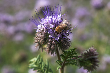 Phacelia blossoms and bee.