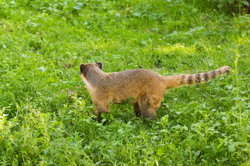 South American coati, Nasua nasua, in the nature habitat. Animal from tropic forest. Wildlife scene from the green nature