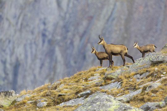Chamois (Rupicapra rupicapra) female with two kids standing on ridge. Lauson's Valley, Gran Paradiso National Park, Italy, September.