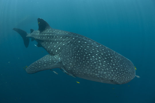Whale shark in sea