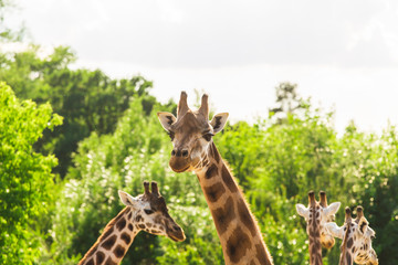Group of giraffes walks in the park