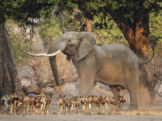 African wild dog with African elephant standing in forest