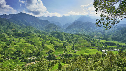 Naklejka na ściany i meble green rice fields in the mountains of vietnam