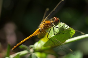 brown dragonfly sitting on a green leaf.