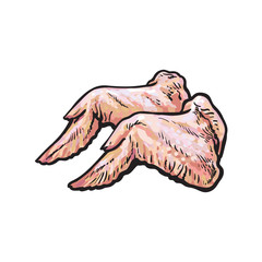 vector chicken wings sketch illustration. Isolated illustration on a white background Raw poultry cutted meat