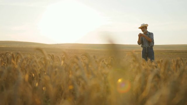 Happy seniour farmer in the hat checking wheat quality in the golden field at the his farm.