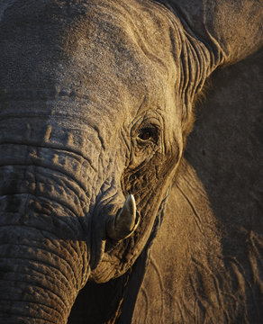 Close up of African elephant head