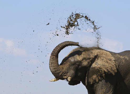 African elephant (Loxodonta africana) spraying mud to cool down, Etosha National Park, Namibia, June. Endangered species.