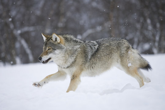 European gray wolf running through snow