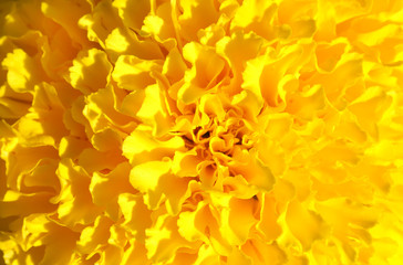 Marigolds, Yellow marigold on flower garden.