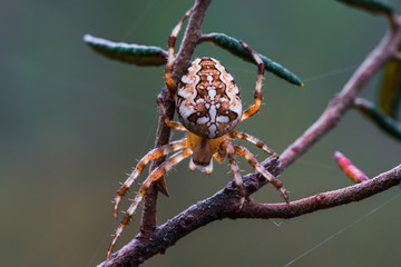 Cross Spider, Araneus diadematus