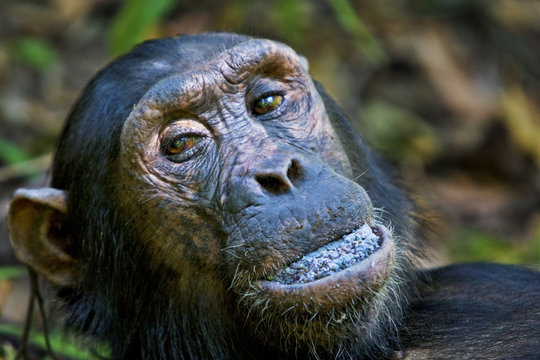 Chimpanzee (Pan troglodytes) with a mouth full of berries, Mahale National Park, Tanzania. Endangered species.
