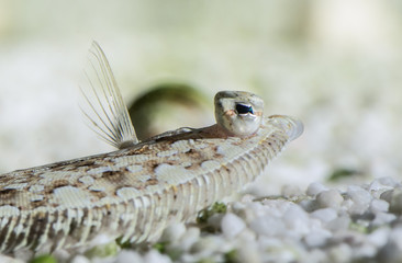 Macro shot of flounder fish juvenile