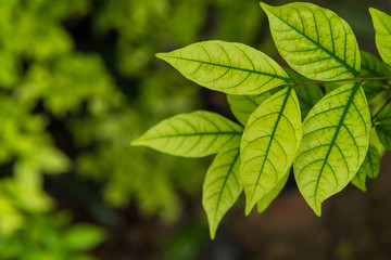 Fototapeta na wymiar The fresh green Wrightia leaf for background