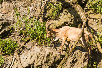 Wild goat in nature