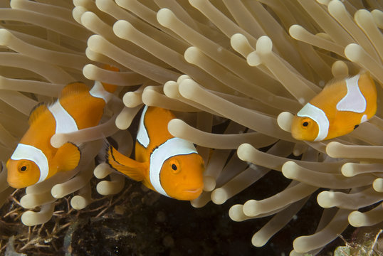 Clown anemonefish (Amphiprion percula) amongst anemone tentacles, Indo-pacific.