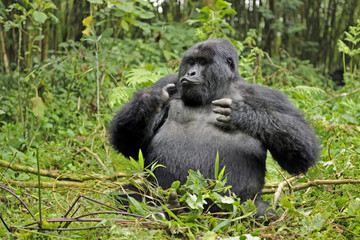 Mountain gorilla (Gorilla beringei beringei) silverback male playing in habitat, drunk on bamboo shoots, Volcanoes National Park, Virunga mountains, Rwanda. Note - if gorillas eat an excess of bamboo shoots they can become intoxicated. Endangered spec