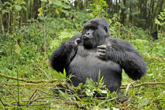 Mountain gorilla (Gorilla beringei beringei) silverback male playing in habitat, drunk on bamboo shoots, Volcanoes National Park, Virunga mountains, Rwanda. Note - if gorillas eat an excess of bamboo shoots they can become intoxicated. Endangered spec