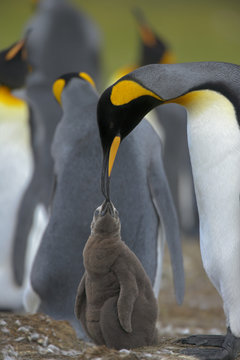 King penguin (Aptenodytes patagonicus) adult feeding chick in colony, Falkland Islands.