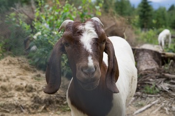 Goat in the nature