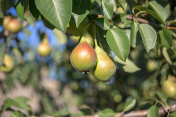 Beautiful ripe pears on a tree