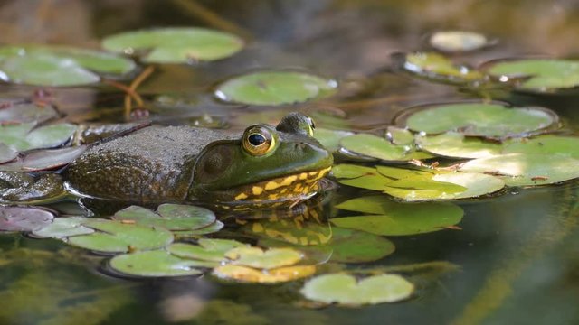 American Bullfrog croaking in a pond full of lily pads